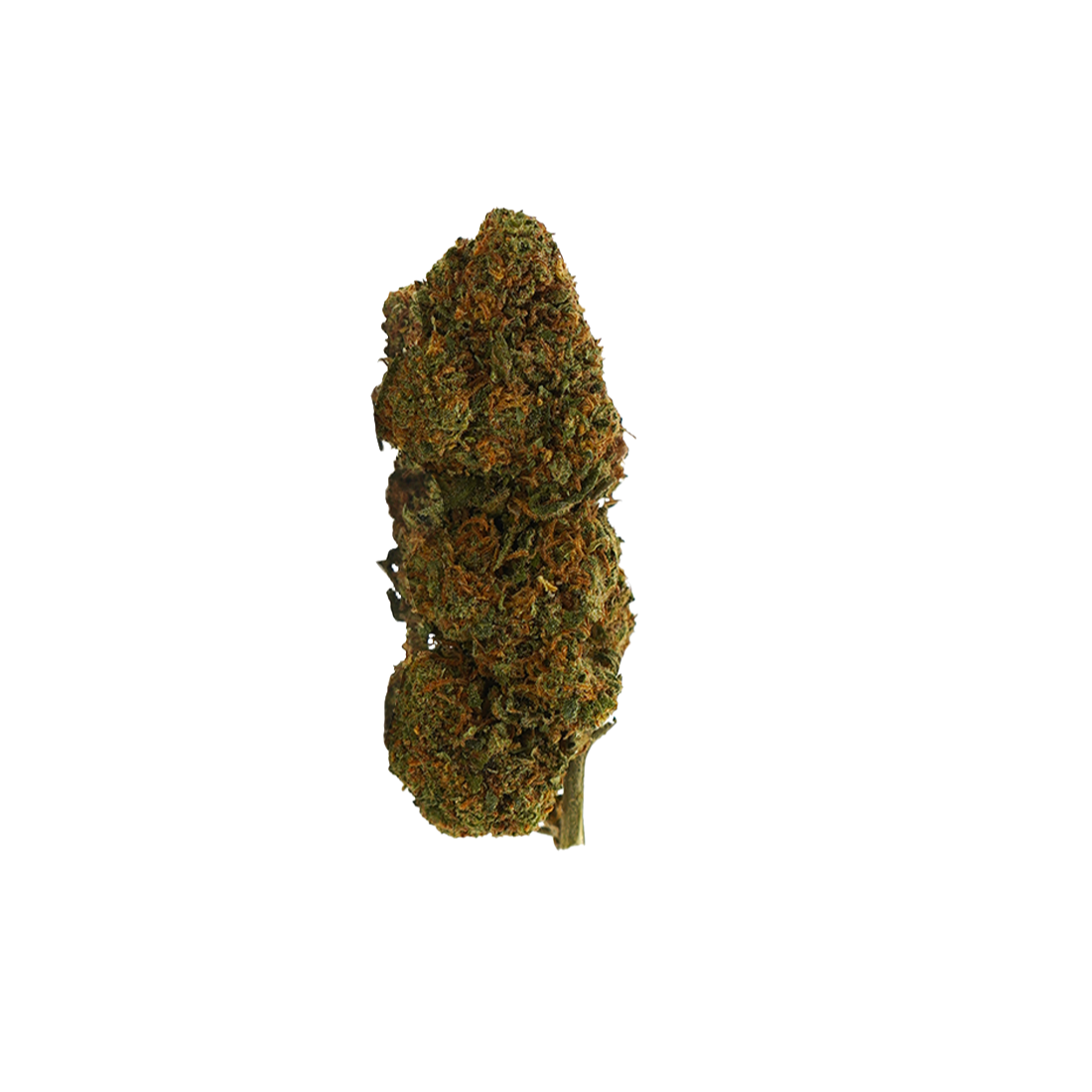 OG Kush CBD: la reina de las variedades Kush