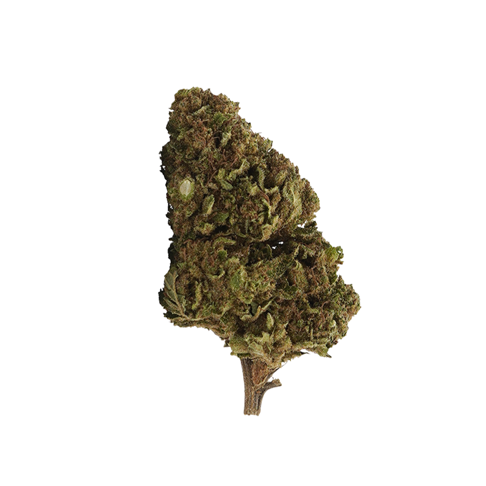 White Widow 10-OH-HHC – flor 10-OH-HHC BUDZ DISTRICT